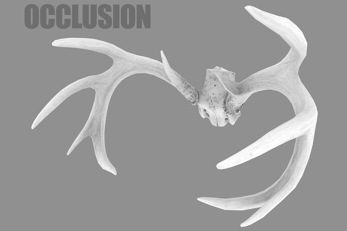 Deer Horns, an Animal 3D Model by Beatheart Creative Studio (Photo 7 of 17)