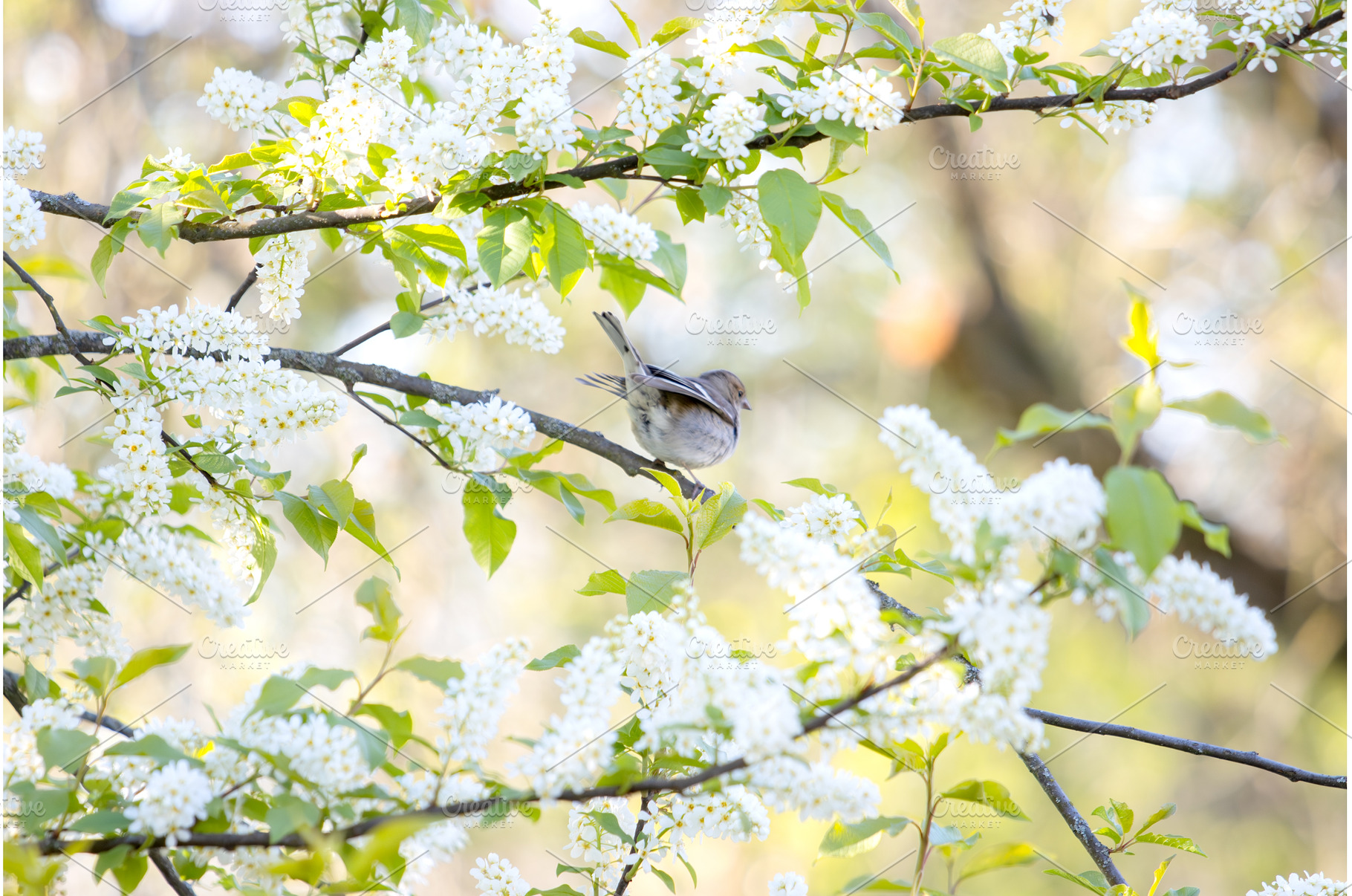 Female Chaffinch (Fringilla coelebs, an Animal Photo by Pakosta