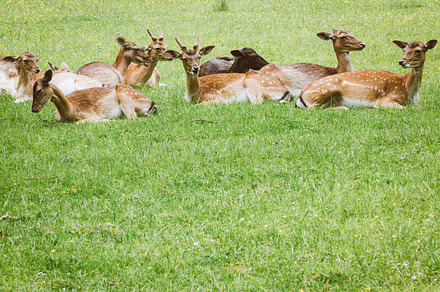 Calf Stock Picture preview 6