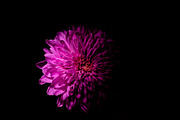 Dark Background Floral Bloom, a Nature Photo by Silent Nature (Thumbnail 3 of 10)