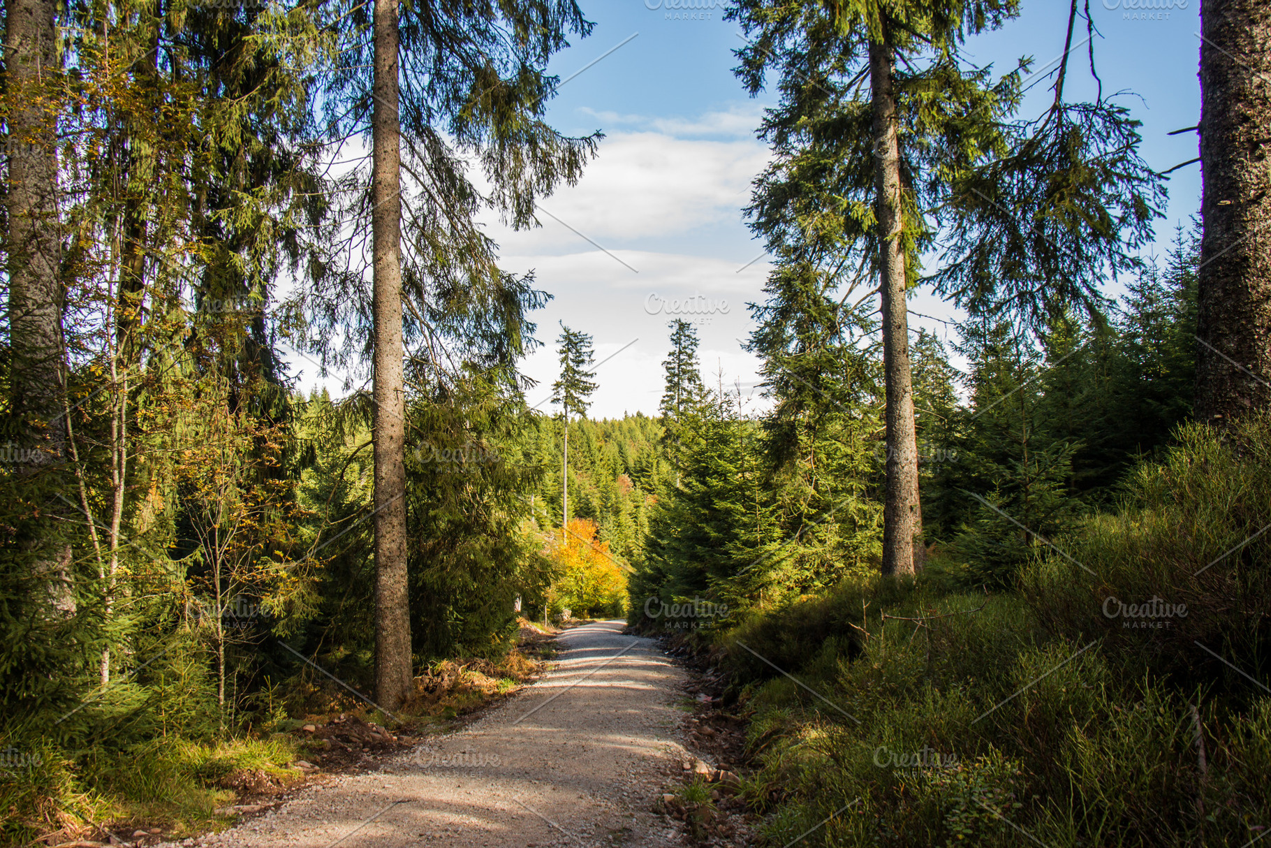 Autumn hiking trail in black forest stock photo containing fall and autumn, a Nature Photo by ysajna