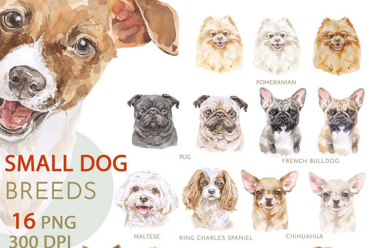 Animals Watercolor Clipart Bundle, an Animal Illustration by Cat In Colour (Photo 3 of 41)