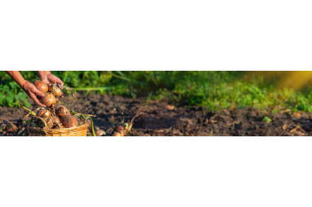 Onion harvest in the garden in the, a Food & Drink Photo by yanadjana