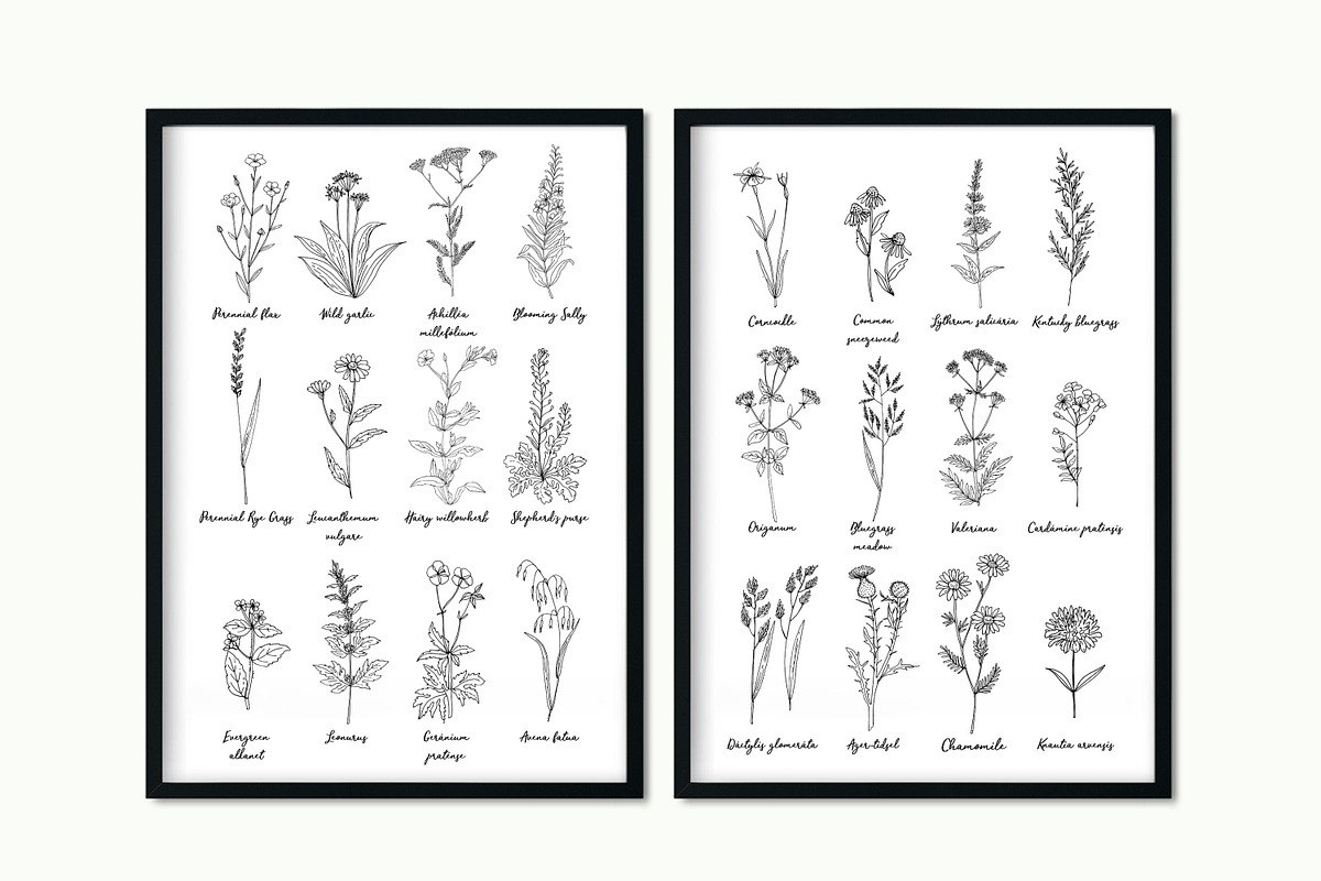 Wildflowers and herbs line sketch, a Decorative Illustration by irina.vaneeva (Photo 4 of 10)
