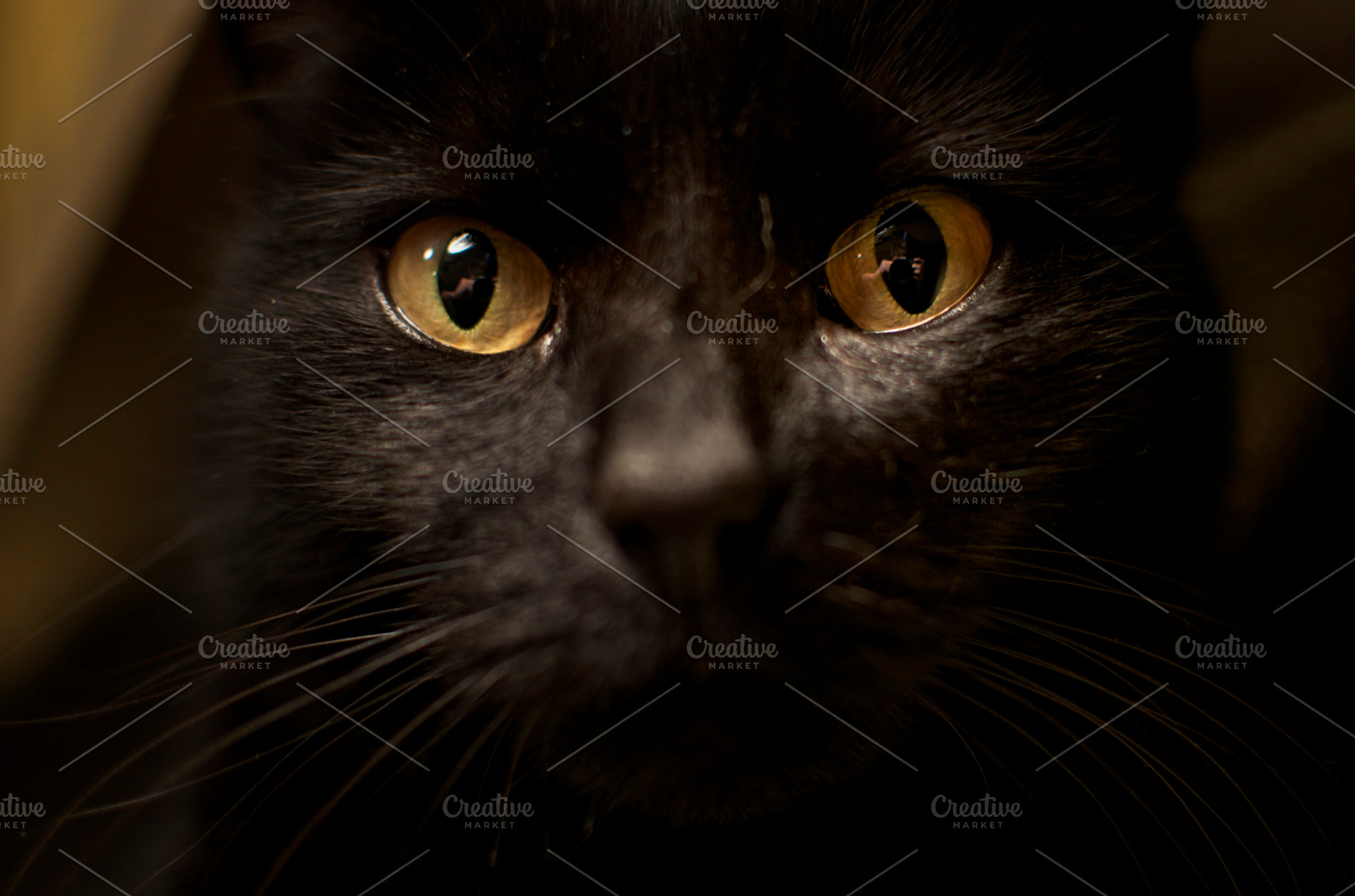 Black Cat Featuring Cat Black And Animal