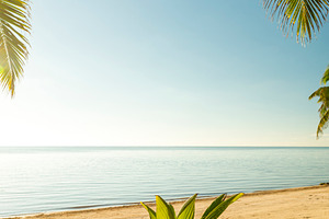 Fresh Palm Tree Growing, a Nature Photo by THP Creative