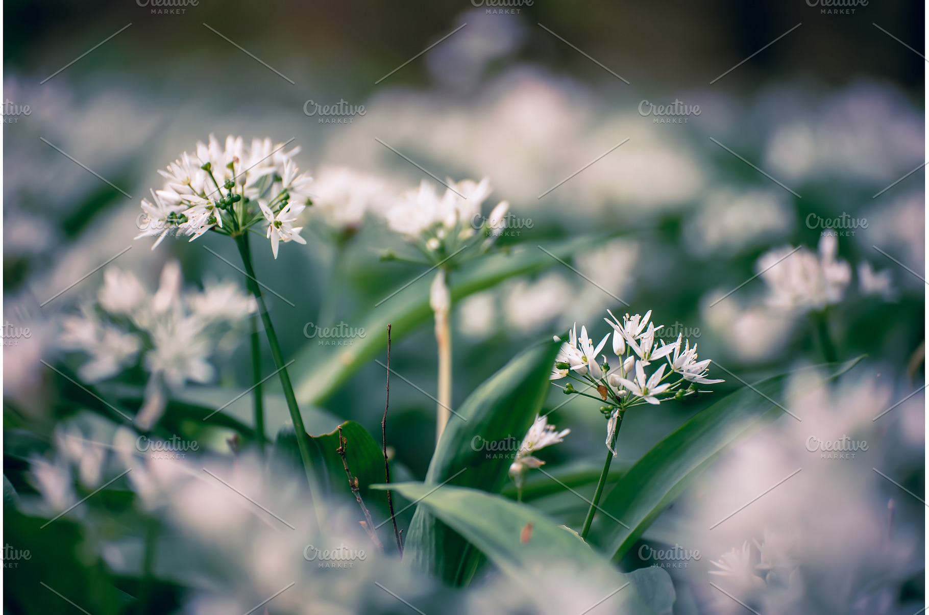Wild garlic flowers growing in the, a Nature Photo by Nature and travel
