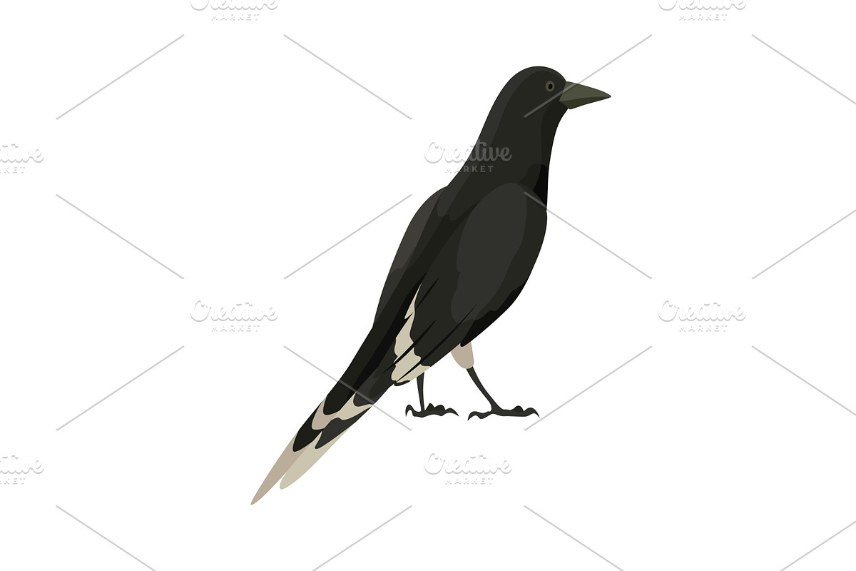 City bird, icon. European colorful, an Animal Illustration by the8monkey