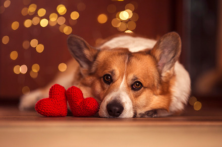 portrait of a corgi dog and hearts, an Animal Photo by nataba