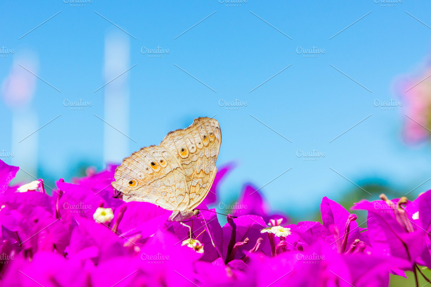 Butterflies with pink flowers, a Nature Photo by Lady-Vintage