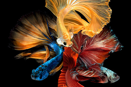 Close up art movement of betta fish containing closeup, isolated, and aquatic
