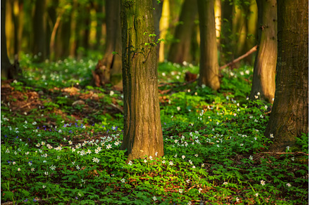 Flowering green forest with white, a Nature Photo by Nature and travel