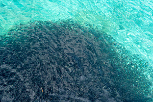 School of sardines near Bolilanga Island, Togian archipelago, Su, an Animal Photo by GoodGoods