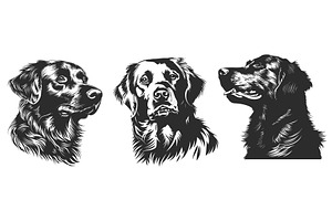 Golden retriever dog head portrait, an Animal Illustration by Valerie Bodnar