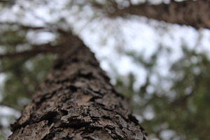 Tree bark featuring photo, photography, and tree