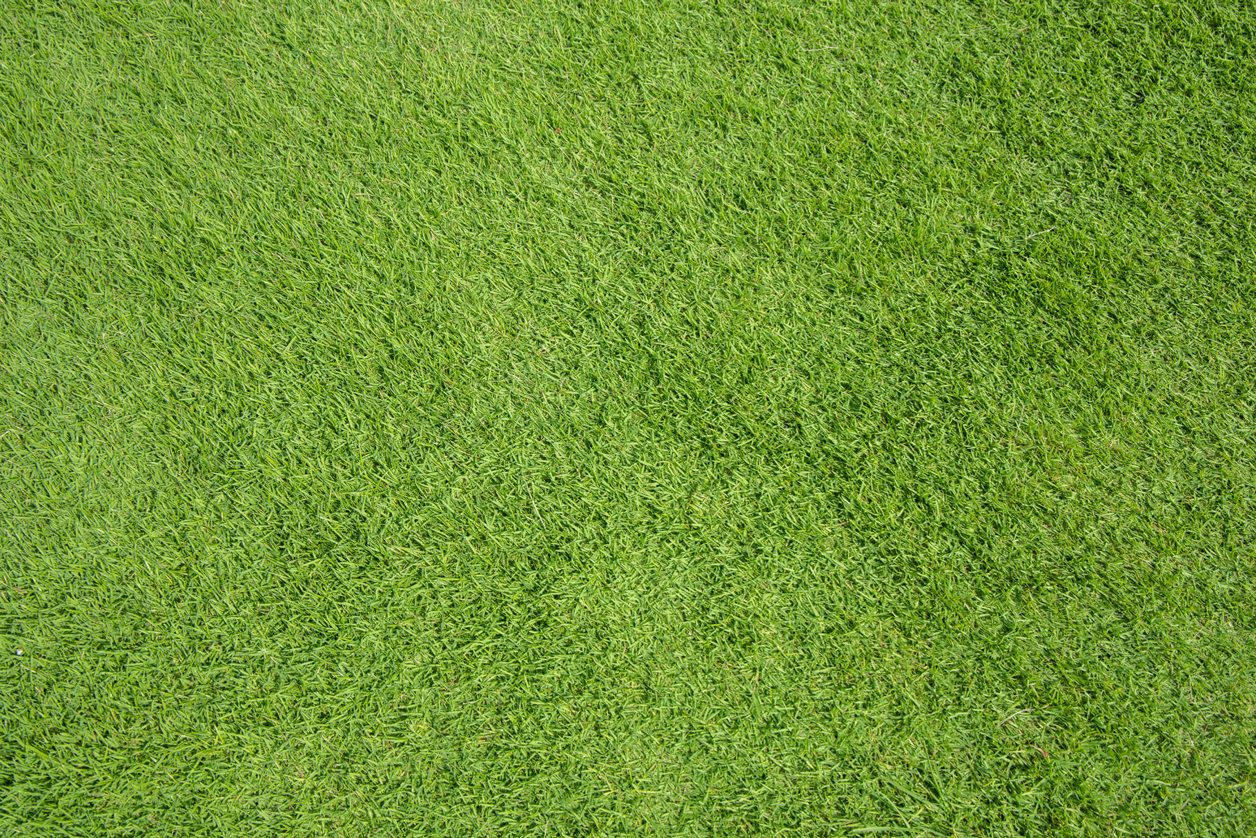 Green grass texture background featuring grass, texture, and green, a Nature Photo by charnsitr