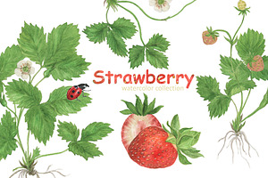 Strawberry-watercolor Collection