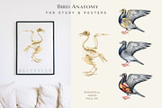 Birds Watercolor Painted Set, an Animal Illustration by AnitaPol (Thumbnail 13 of 18)