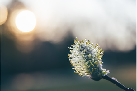 Willow flower close-up against, a Nature Photo by Yummypic