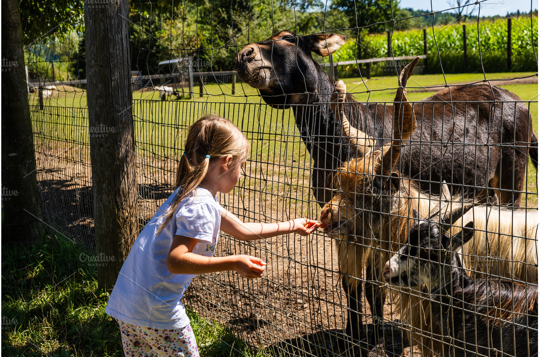 Adorable cute preschool girl feeding, a Person Photo by MadPhotos