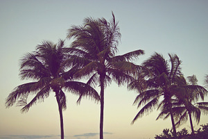 Palms featuring palm, palm tree, and sunset