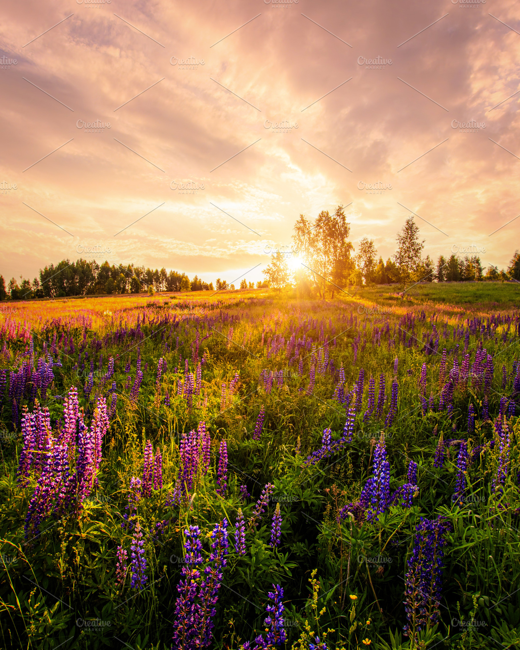 Purple lupine flower field at sunset. Concept vibrant summer lan, a Nature Photo by Eugene_Photo