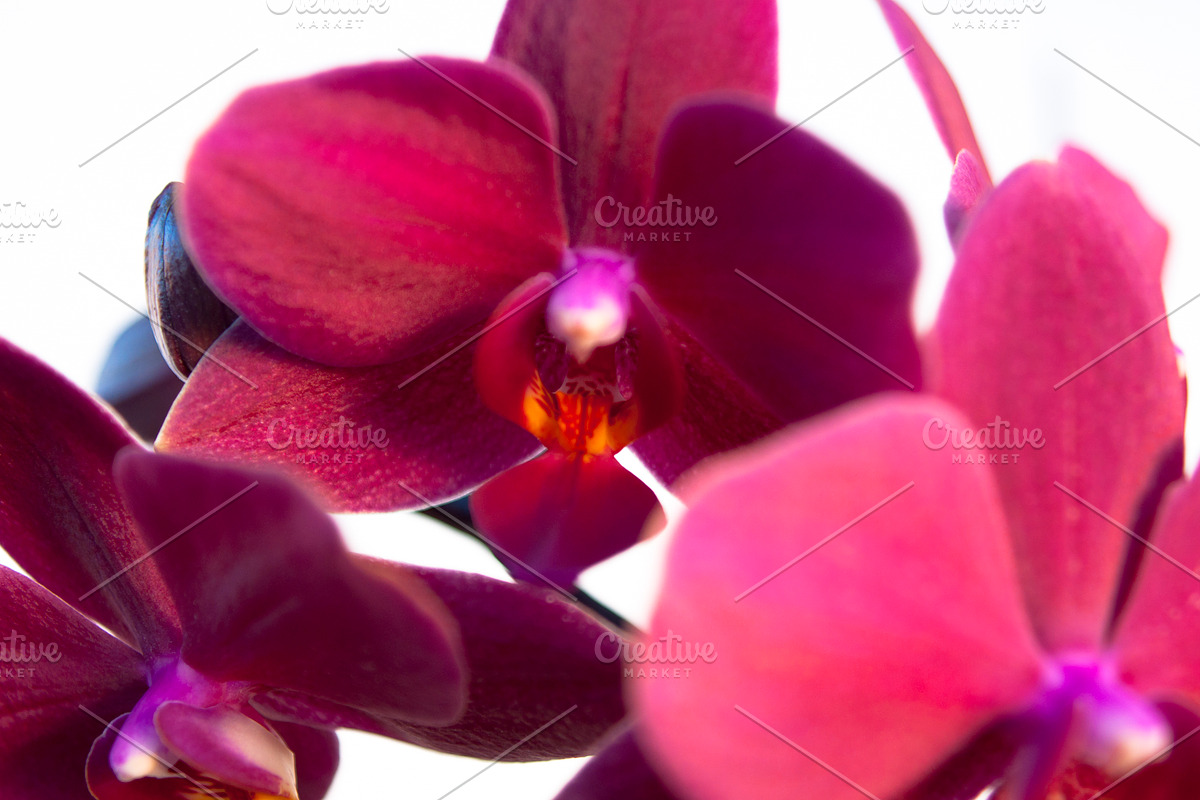 Orchid Flower Stock Bundle, a Nature Photo by r.r.palacios (Photo 11 of 11)