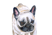 Watercolor Dogs Mega Big Bundle, an Illustration by Dneprstock (Thumbnail 30 of 60)