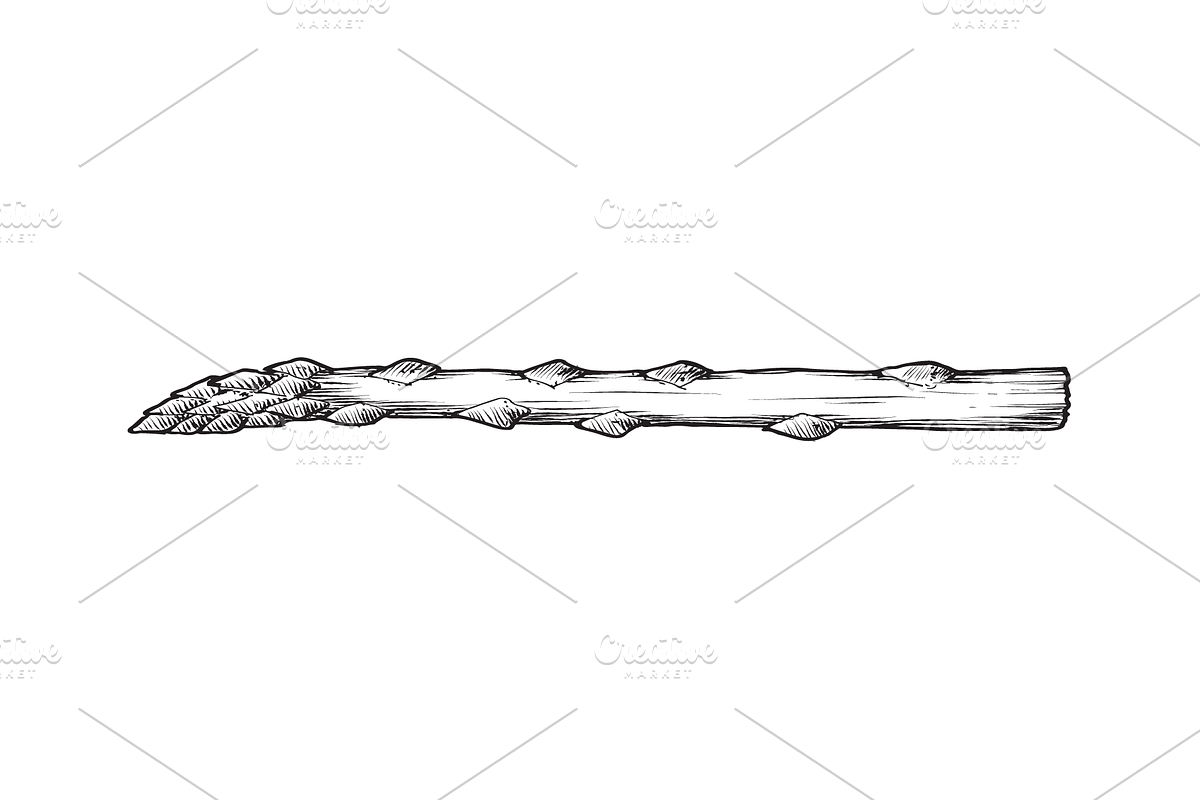 Hand-Drawn Vegetable Illustrations, a Food Illustration by BenDesigner (Photo 2 of 6)