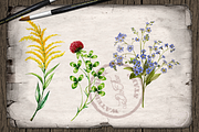 US State Flowers Part 1 Illustration, a Decorative Illustration by DioFlow (Thumbnail 3 of 4)