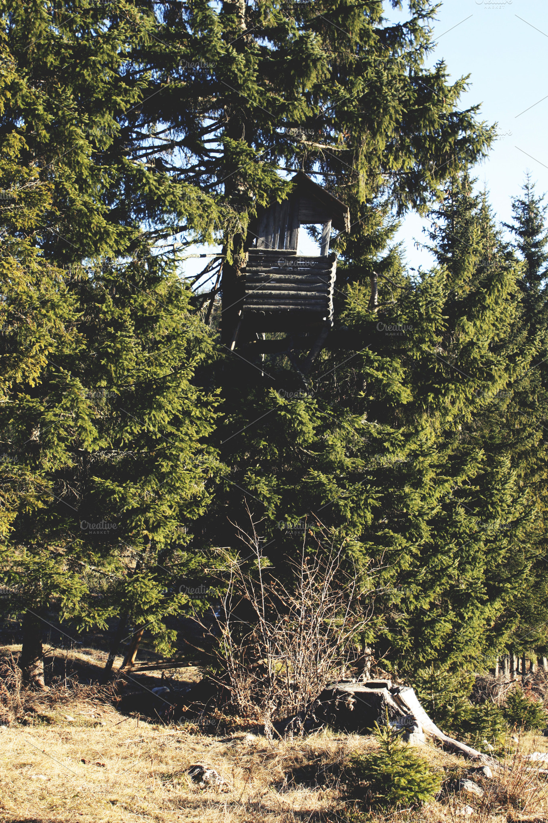Hunting Cabin In The Forest Stock Photo Containing Trees And Forest