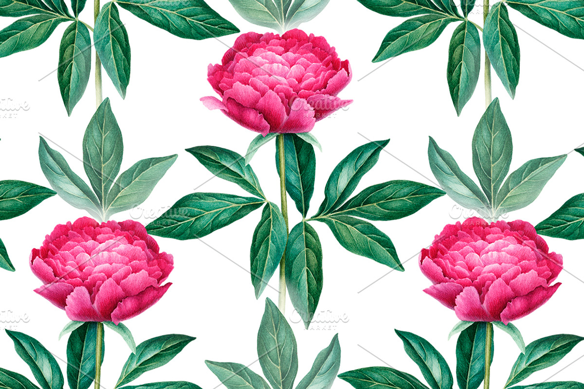 Watercolour illustrations of peonies, a Pattern Graphic by Sundra (Photo 8 of 9)