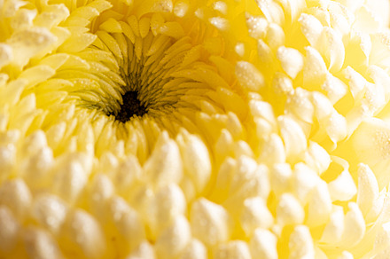 yellow Chrysant flower, a Nature Photo by Ivanna