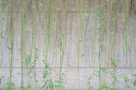 facade Branches of ivy creeper plant with green leaves covered i, an Abstract Photo by Casanowe-studio