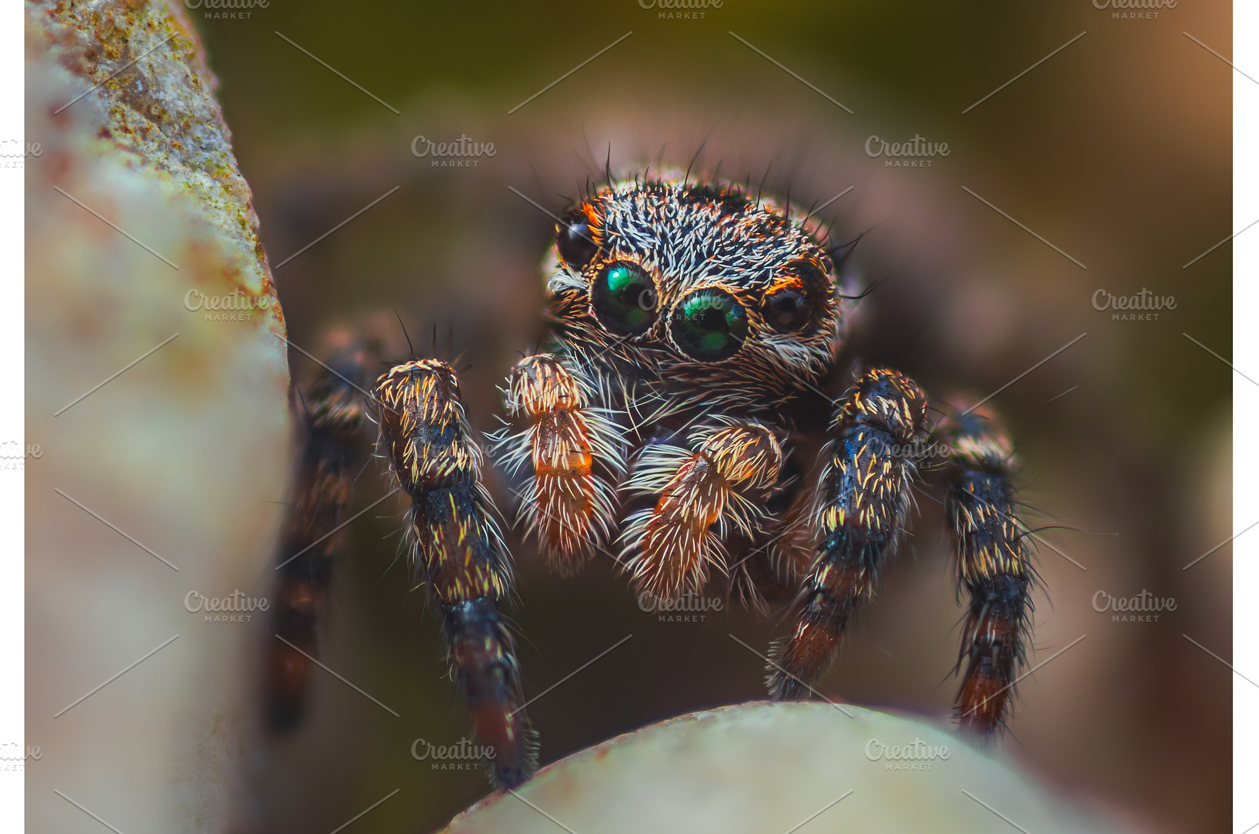A Close-up picture of a Jumping, an Animal Photo by Lukas Jonaitis SHOP