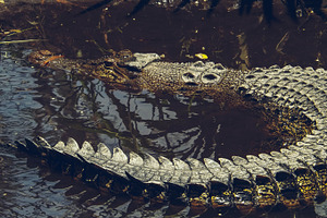 Swimming alligator stock photo containing crocodile and alligator