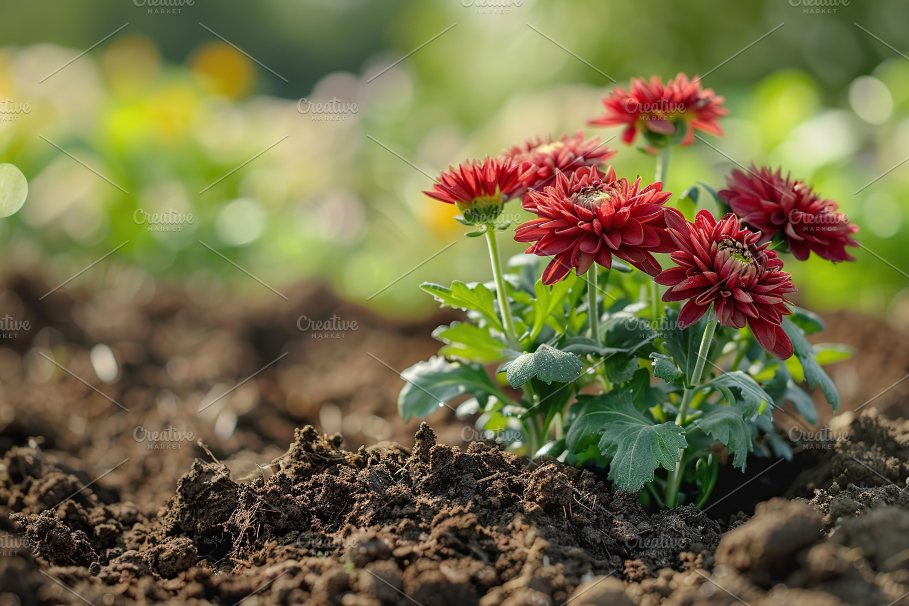 Chrysanthemum flowers growing in the garden, a Nature Photo by AlyaAnd