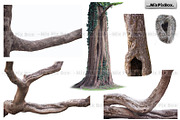 Old Tree Trunk Photo Overlays, an Object Graphic by MixPixBox (Thumbnail 2 of 3)