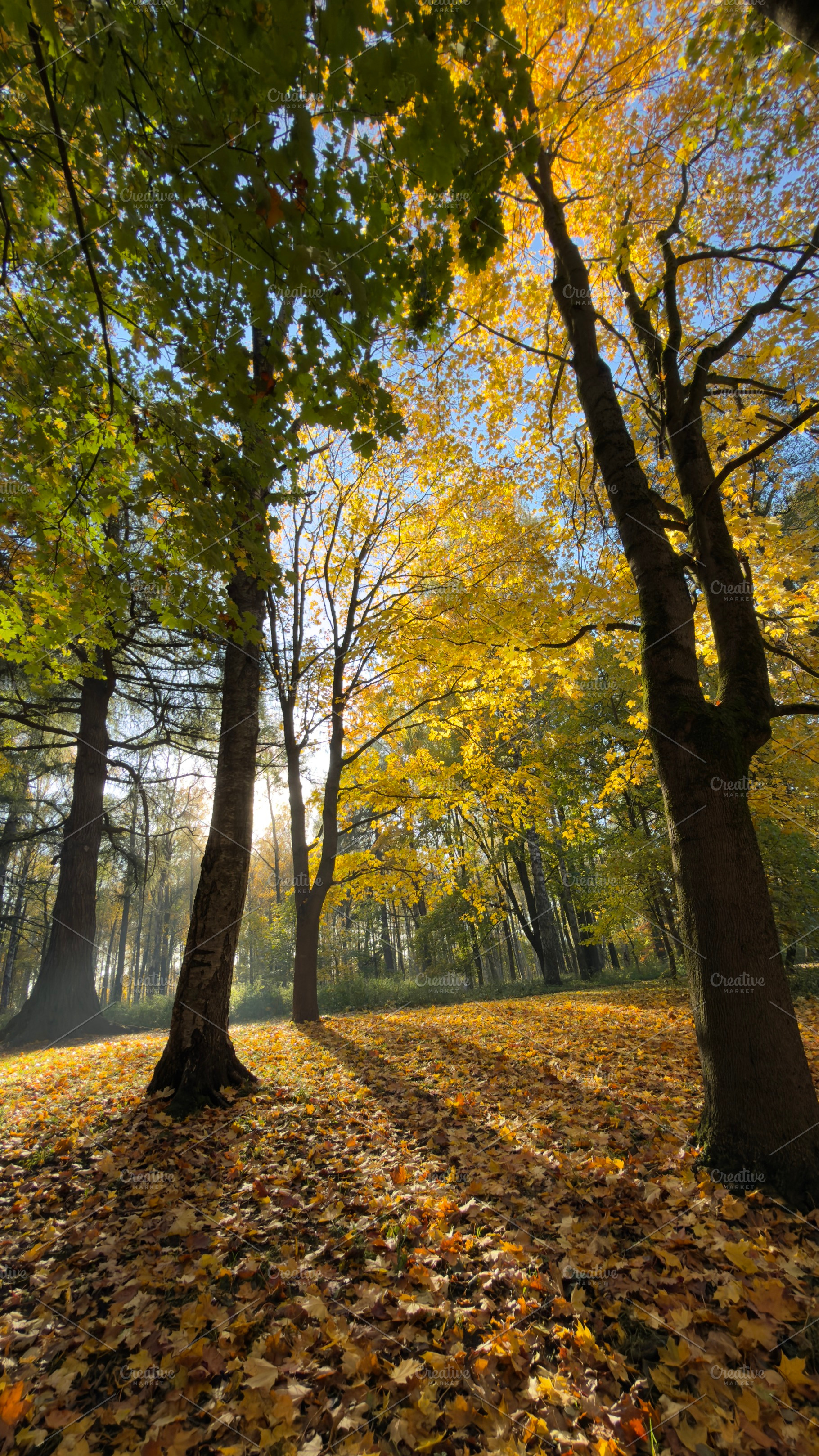 A serene autumn landscape featuring tall trees with vibrant yellow and orange l, a Nature Photo by Textures & Backgrounds