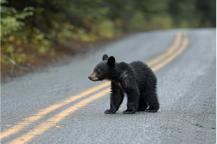 Mysterious Bear cub road in fog, an Animal Photo by Ylivdesign