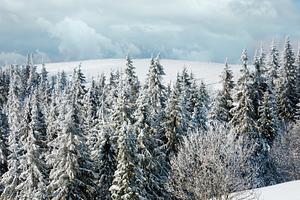 Winter mountain snowy landscape, a Nature Photo by YuriyB