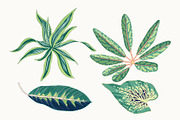 Green Leaves Vector Clip Art, a Decorative Illustration by Ania Illustration (Thumbnail 4 of 4)