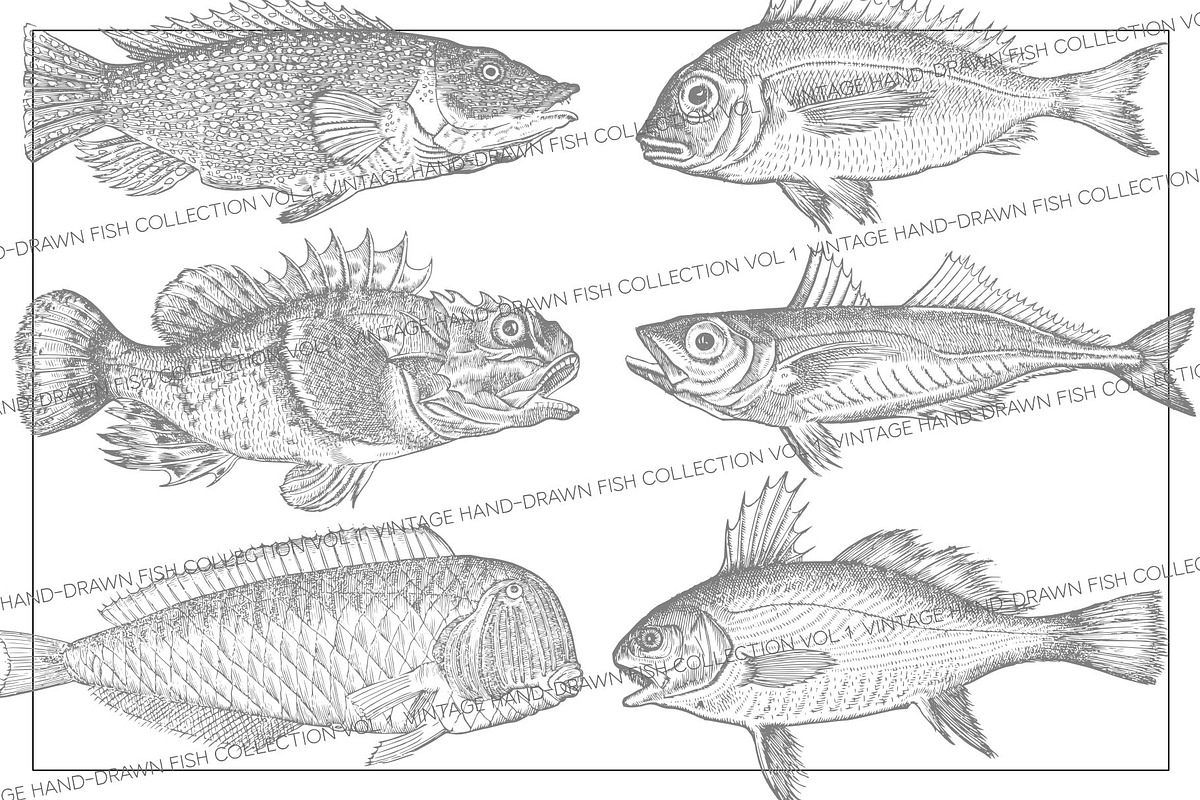 Vintage Fish Collection - vol1, an Animal Illustration by Leitmotif (Photo 2 of 4)