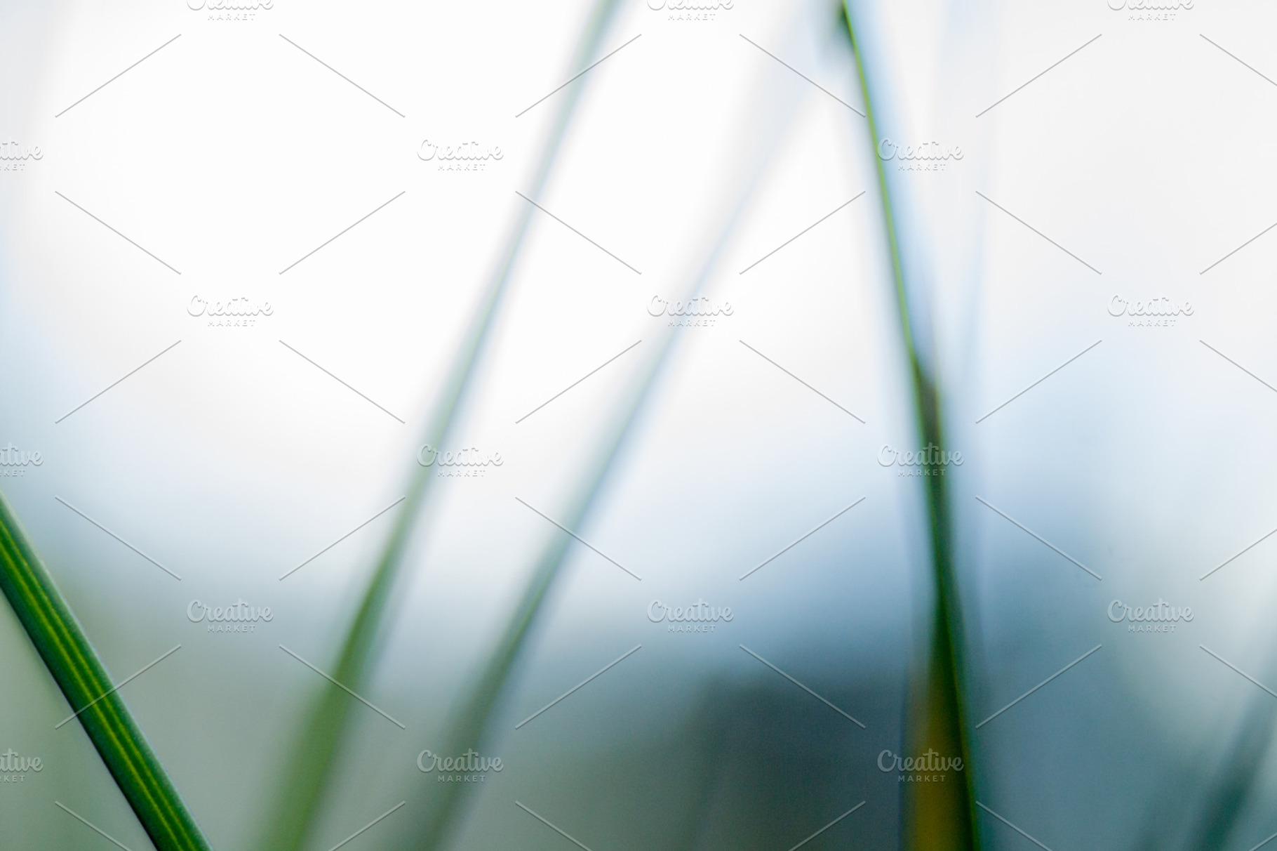In the grass containing background, nature, and natural