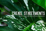 Little Jungle Image Bundle 1, a Nature Photo by Lum3n (Thumbnail 2 of 3)