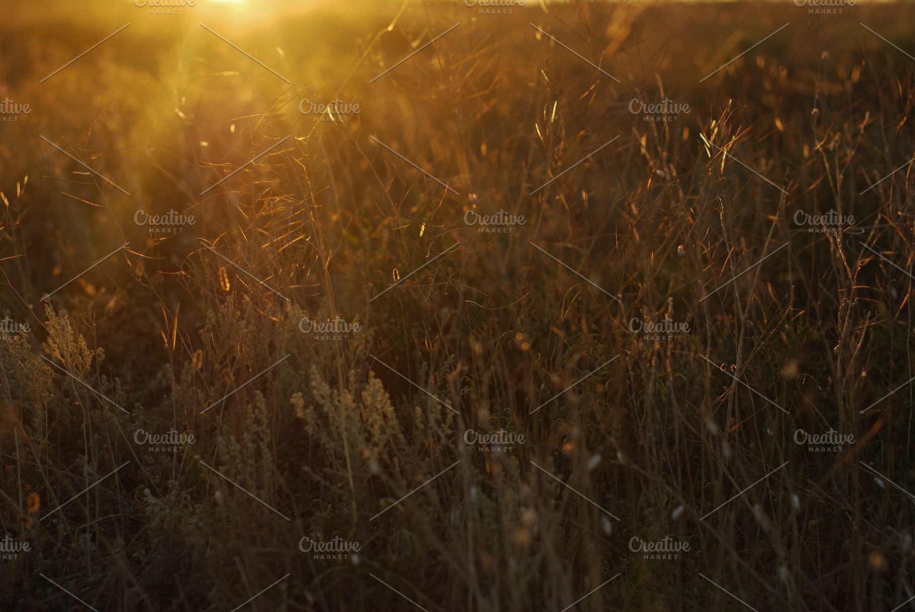 Meadow in sunset light stock photo containing meadow and plant, an Abstract Photo by uvacrispa