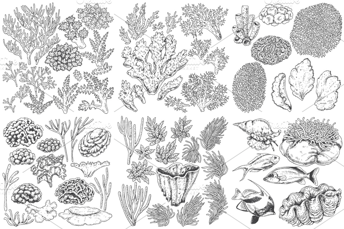 Coral Reef Monochrome, a Decorative Illustration by Valentyna Smordova (Photo 3 of 5)