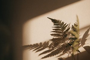 Shadow of Fern on Wall, a Nature Photo by Virgo Studio