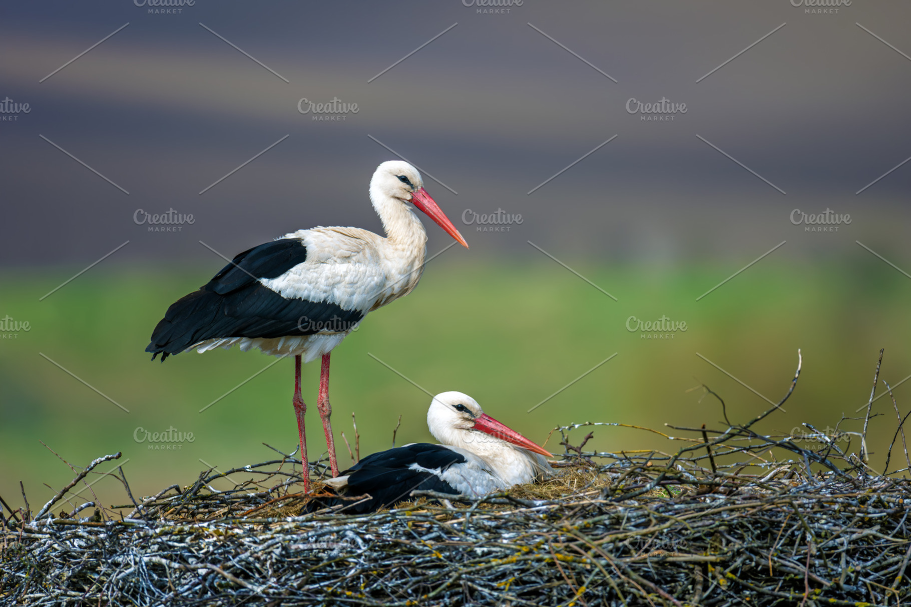 White storks nesting, one standing, one incubating eggs, an Animal Photo by Byrdyak