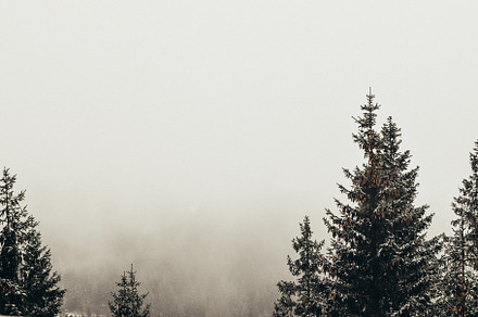 Foggy winter landscape with firs featuring forest, cold, and nature